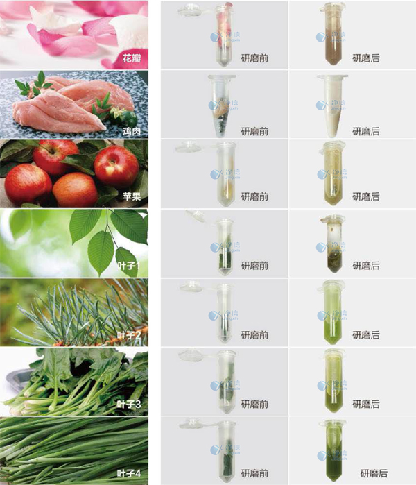 快速組織細(xì)胞破碎儀研磨前后效果圖 快速組織細(xì)胞破碎儀研磨前后效果圖