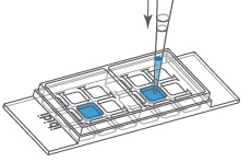 （ibidi）μ-Slide 2孔共培養-81806 81801